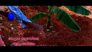 Fertilizer application in Banana Malayalam [upl. by Novak]