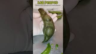 Our sweet lab grown jumbo peapod short part 3of3 [upl. by Eindys]