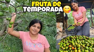 😋🚨CORTANDO JOCOTES DE CORONA EN JUCUAPA EL SALVADOR🇸🇻 [upl. by Ybroc]