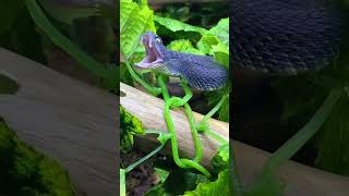 Atheris squamigera venomoussnake snake atheris beautiful [upl. by Calmas]