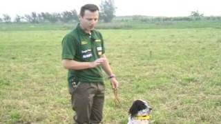 SETTER INGLESE  addestramento  allenamento ENGLISH SETTER TRAINING [upl. by Rabjohn]