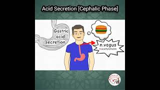 🍔 GASTRIC ACID SECRETION CEPHALIC PHASE [upl. by Leroy]