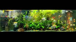 angelfish community tank [upl. by Sergei]