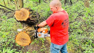 How to properly break in brand new Stihl MS391 chainsaw on black locust [upl. by Neesay]