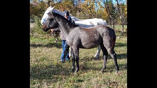 Unveiling Lipizzaner 342 Maestoso Trompeta XLVIs Hidden Talent [upl. by Olatha701]