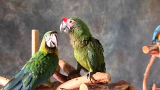 MACAWS MACAWS MACAWS MANY VARIETIES ALL HANDFED SWEET TAME [upl. by Kenta]