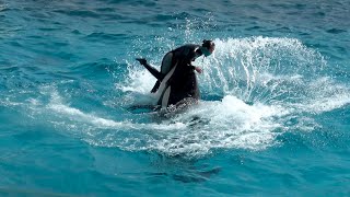 Killer Whale Show at Kamogawa Sea World 【4K】 [upl. by Lucier]