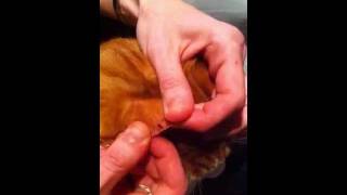 Cat Diabetes Glucose Testing [upl. by Janeta79]