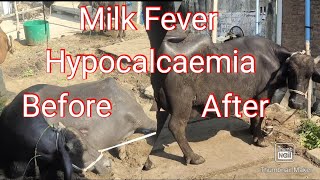 Hypocalcemia in buffalo  Milk Fever in cow  Parturient Paresis in cow [upl. by Aicarg]