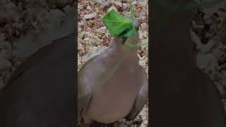 Ringneck Doves are so funny dove sweetdove bird pet Yes we sell Doves 317 5144356 [upl. by Samoht]