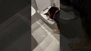 funny baddie fun dog toilet [upl. by Anawek]