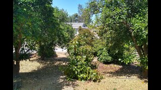 The importance of sun and water for avocado trees [upl. by Farrell]