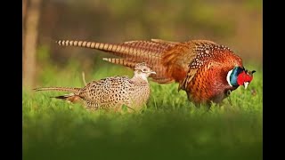 Pheasants at Jallo Park Lahore bird pheasant birdslover goldenpheasant pet gamebirds love [upl. by Nyluqcaj]