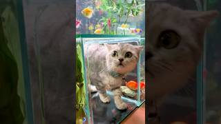 Setting Up Aquarium Fish Tank For Cats To Crawl In Setup Bể Cá Thủy Cung Cho Mèo Chui bettasales [upl. by Hausner]