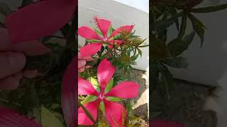 Hibiscus Coccineus Plant🌺 Texas Star shorts rosemallow hibiscus flowers nature plants ιβίσκοσ [upl. by Assetal]