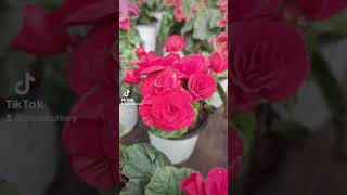 Rose Begonia Flower Plant in stock [upl. by Anivel]