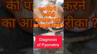 how to treat Pyometra in cattle MN 8083027928 [upl. by Ilhsa]