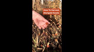 How to Save Marigold Seeds from the Garden [upl. by Nnaeirelav]