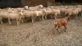 Boerboel and sheep [upl. by Aneelehs]