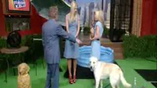 Dog Pisses and Shits Live on the Regis Kelly Show [upl. by Ateiram]