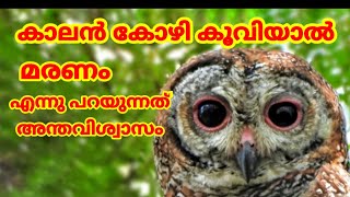 Interesting Fact About Mottled Wood Owl strix ocellata Sound4K Video കാലൻ കോഴി [upl. by Attekahs724]