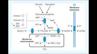 MUSCULATION ET TROUBLES DU MÉTABOLISME LACIDOSE LACTIQUE [upl. by Alimaj]