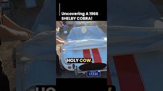 Uncovering A 1966 Shelby Cobra shelby shelbycobra barnfind [upl. by Lorrie663]