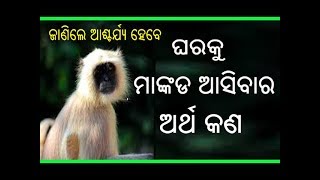 ଘରକୁ ମାଙ୍କଡ ଆସିବାର ଅର୍ଥ କଣ   Gharaku Mankada Asibara Artha  sadhu bani [upl. by Miah]