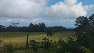 new years day 2024 friends farm in hakalau hi [upl. by Jojo]