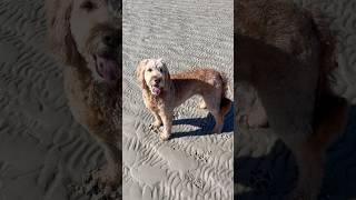 Tessie loves Low Tide [upl. by Shay]