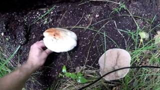 Pluteus Cervinus mushrooms aka pink bottoms deer mushroom fawn mushroom [upl. by Jamin]