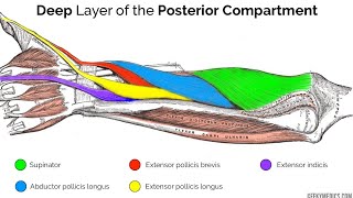 deep muscle the posterior compartment of forearm  anatomy of forearm muscles [upl. by Mosa218]