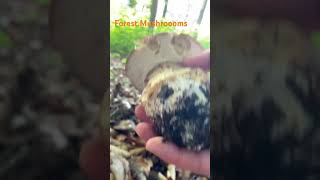 Boletus ReticulatusMay 2024 asmr asmrmushrooms fungi boletus porchini mushroomhunting [upl. by Okuy863]