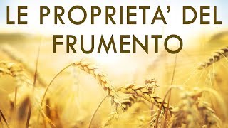 Proprietà del Frumento  Tutto quello che cè da sapere sul Grano [upl. by Anaer197]