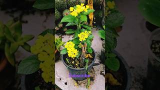 garden gardening Lantana stemcuttings propagation [upl. by Ttoille]