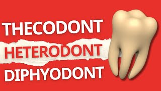 HUMAN TEETH  Thecodont  Heterodont  Diphyodont  Dentition in Mammals [upl. by Mowbray]