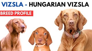 Vizsla Breed Profile History  Price  Traits  Vizsla Grooming Needs  Lifespan [upl. by Viridi501]