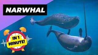 Narwhal 🦄 The Real Unicorns Of The Sea  1 Minute Animals [upl. by Flinn515]