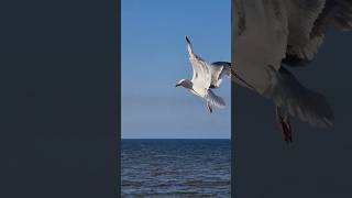 SouthendonSea Walcott Beach Horsey Gap [upl. by Nevag]