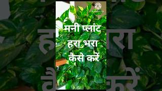 money plant care tipsgarden best plants [upl. by Trahern]