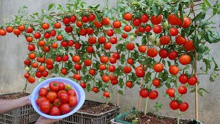 How to grow tomatoes fast and big fruit at home [upl. by Alaet]