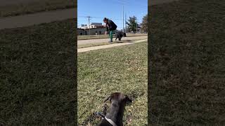 Rottweiler X Pitbull Vs Labrador X Mastiff 💯✅🦴🫣🫵🦴sandypitts dogzongo nyc corso mastiff [upl. by Luba]