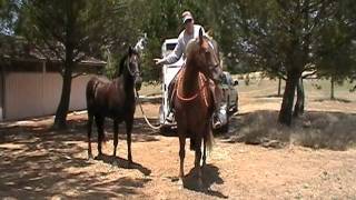 Things to Practice before you Pony Horses on Trail Rides Rick Gore Horsemanship [upl. by Nebeur]