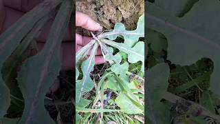 Spiny sow thistle  Sow thistle agriculture farming [upl. by Ellerehc654]