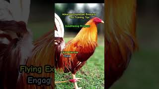 Advance Gamefowl Breeding and Training Program Conditioning Program [upl. by Beverlie840]