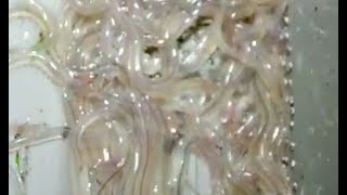 Pescando angulas  Fishing baby eels [upl. by Beuthel574]