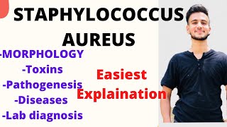 Staphylococcus aureus microbiology Staphylococcus microbiology lecture  Staphylococcus aureus [upl. by Valera104]