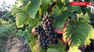 View of vineyards for wine harvesting in France [upl. by Mohsen]