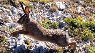 Caccia alla lepre ALTA MONTAGNA MONTENEGRO 🏔⛰️🐇🐕🐕 caccia hunting oxota [upl. by Emiline473]