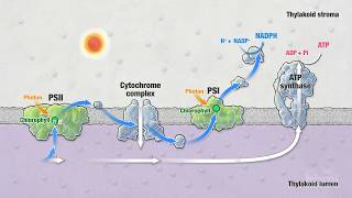 Photosynthesis Part 5 Light Reactions  HHMI BioInteractive Video [upl. by Clara182]